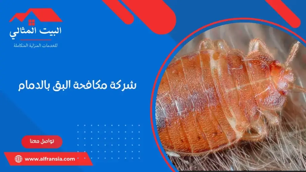 شركة مكافحة البق بالدمام