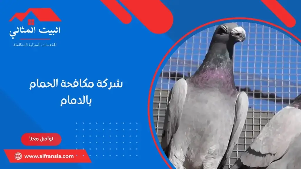 شركة مكافحة الحمام بالدمام